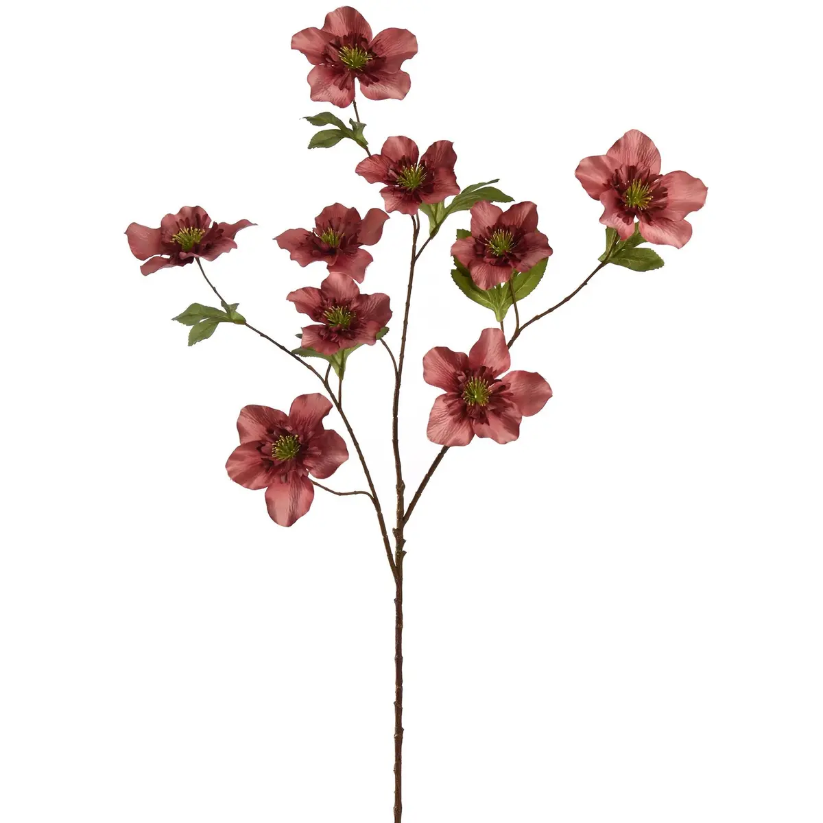 Helleborus - 95 Cm 1
