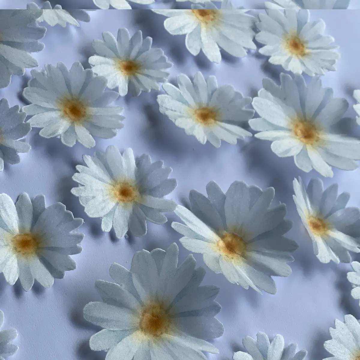 Pre-Cut Edible Wafer Daisies Flowers 1