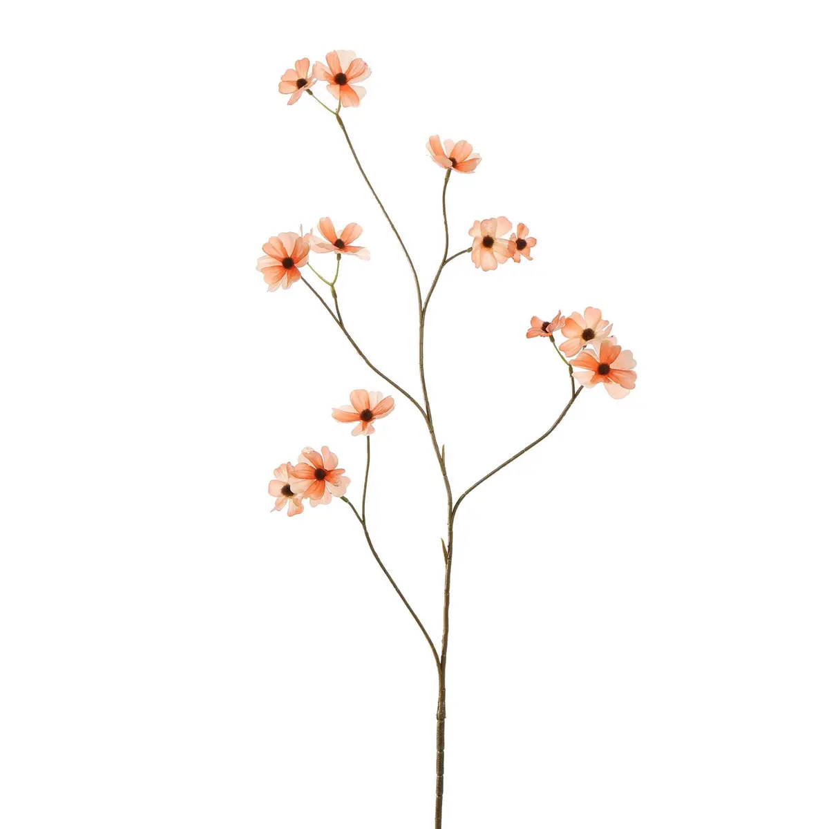Cosmos 94Cm Peach 1