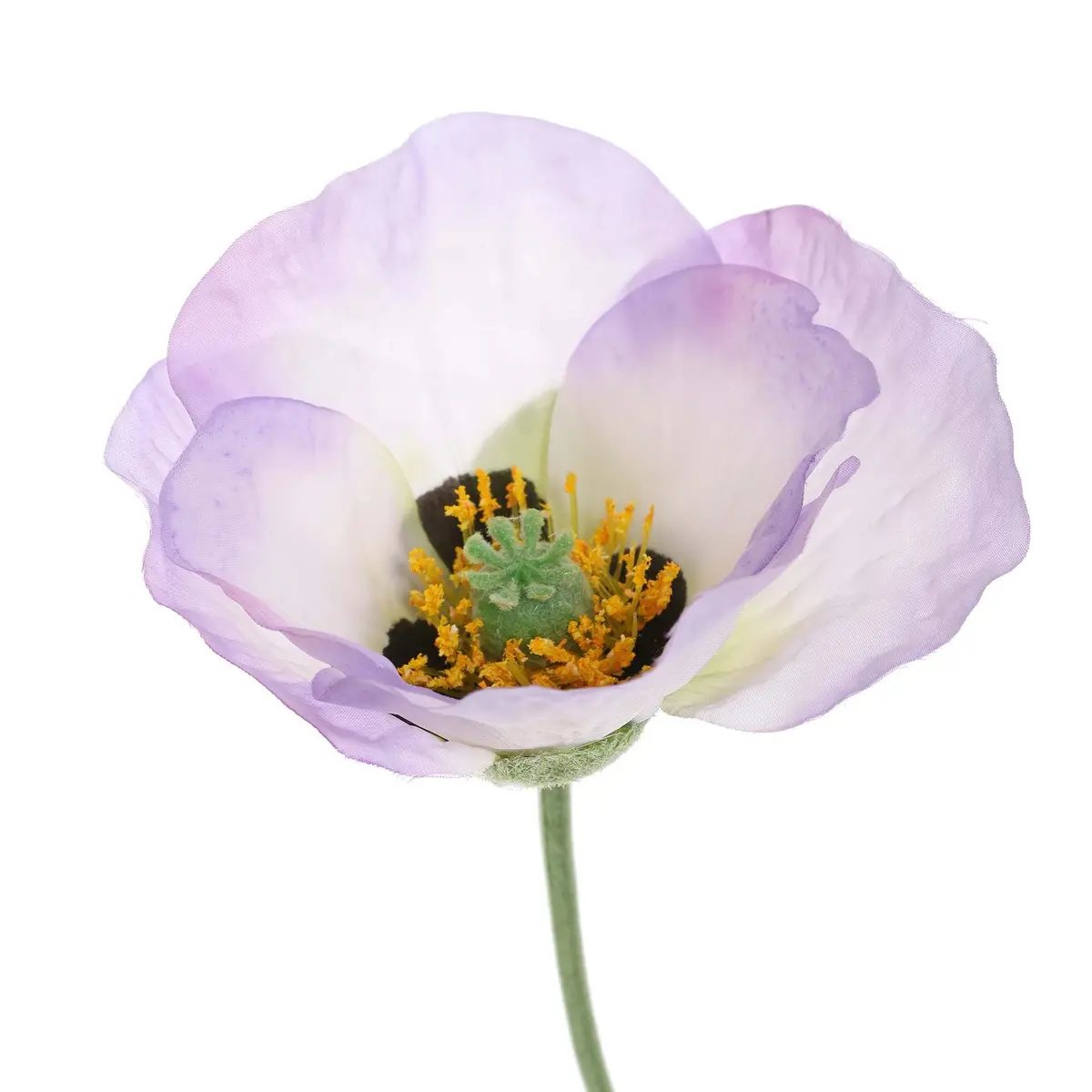 Papaver 73 Cm Lila 1