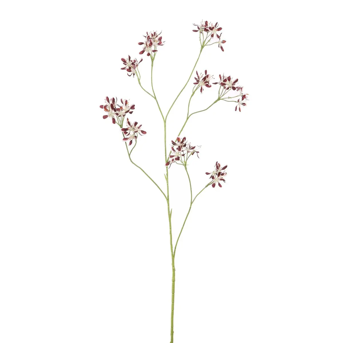 Pelargonium 96 Cm Burgundy 1