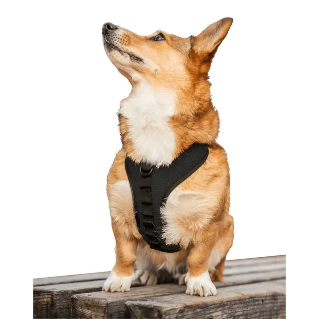 K9 Sport Harness 1